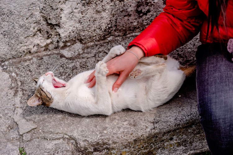 woman-in-red-jacket-plays-with-street-cat