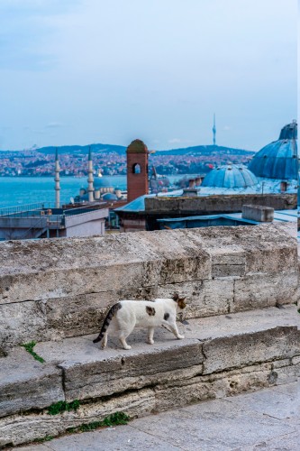 street-cat-walking-around-istanbul